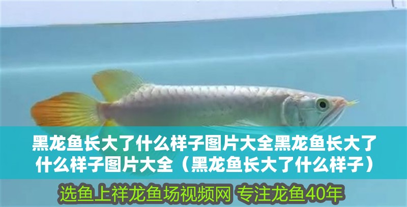 黑龍魚長大了什么樣子圖片大全黑龍魚長大了什么樣子圖片大全（黑龍魚長大了什么樣子）