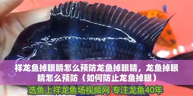 祥龍魚(yú)掉眼睛怎么預(yù)防龍魚(yú)掉眼睛，龍魚(yú)掉眼睛怎么預(yù)防（如何防止龍魚(yú)掉眼）