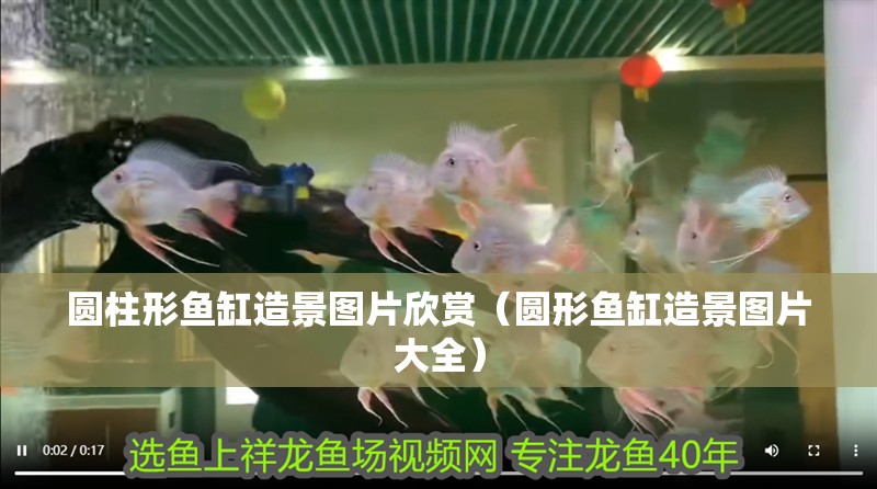 圓柱形魚缸造景圖片欣賞（圓形魚缸造景圖片大全）