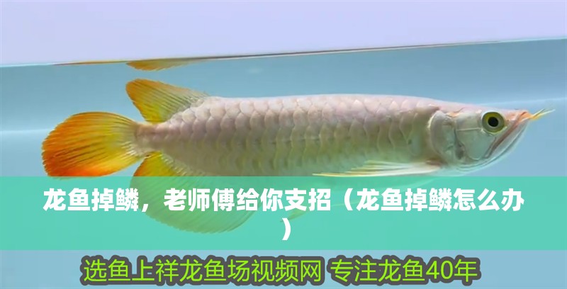 龍魚掉鱗，老師傅給你支招（龍魚掉鱗怎么辦） 龍魚掉鱗，老師傅給你支招（龍魚掉鱗怎么辦） 觀賞魚百科