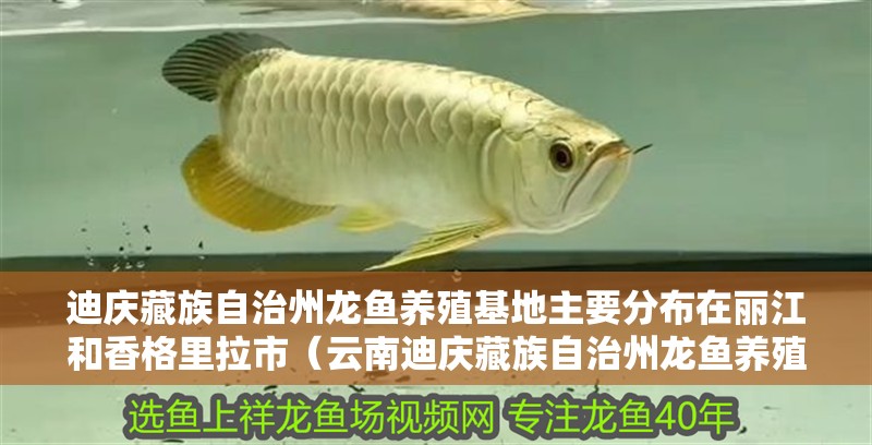 迪慶藏族自治州龍魚養(yǎng)殖基地主要分布在麗江和香格里拉市（云南迪慶藏族自治州龍魚養(yǎng)殖基地主要分布在麗江和香格里拉市） 迪慶藏族自治州龍魚養(yǎng)殖基地主要分布在麗江和香格里拉市（云南迪慶藏族自治州龍魚養(yǎng)殖基地主要分布在麗江和香格里拉市） 觀賞魚百科 第2張