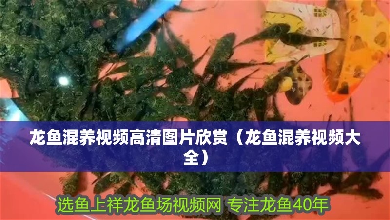 龍魚混養(yǎng)視頻高清圖片欣賞（龍魚混養(yǎng)視頻大全）