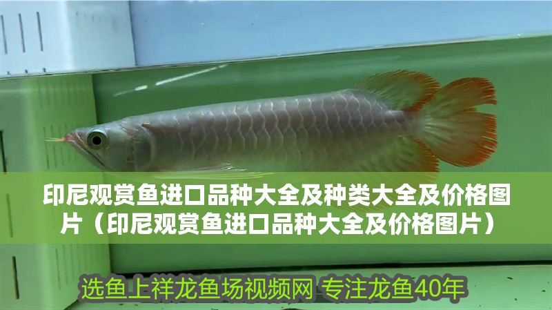 印尼觀賞魚進(jìn)口品種大全及種類大全及價(jià)格圖片（印尼觀賞魚進(jìn)口品種大全及價(jià)格圖片）