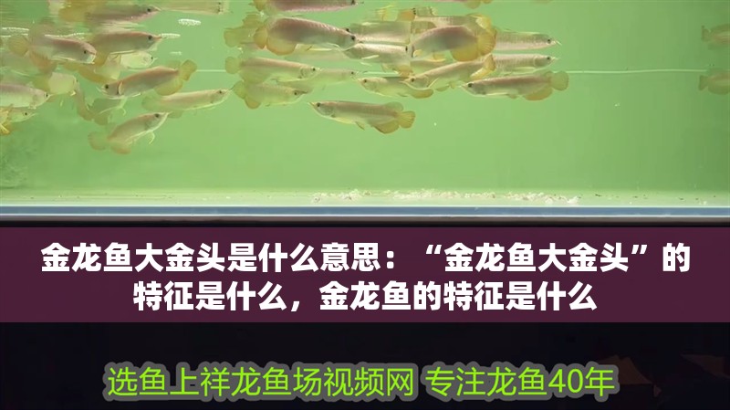金龍魚大金頭是什么意思：“金龍魚大金頭”的特征是什么，金龍魚的特征是什么