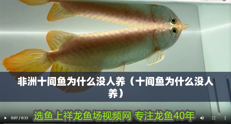 非洲十間魚為什么沒(méi)人養(yǎng)（十間魚為什么沒(méi)人養(yǎng)）