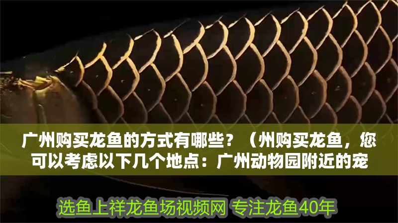 廣州購買龍魚的方式有哪些？（州購買龍魚，您可以考慮以下幾個地點：廣州動物園附近的寵物市場）