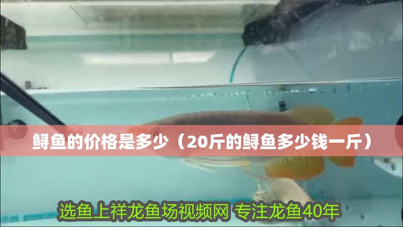 鱘魚的價格是多少（20斤的鱘魚多少錢一斤）