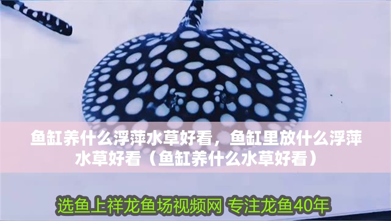 魚缸養什么浮萍水草好看，魚缸里放什么浮萍水草好看（魚缸養什么水草好看）