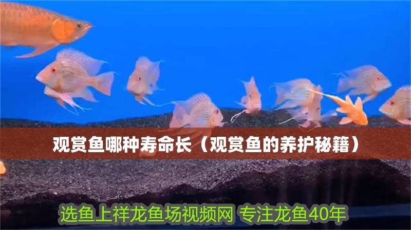 觀賞魚(yú)哪種壽命長(zhǎng)（觀賞魚(yú)的養(yǎng)護(hù)秘籍） 觀賞魚(yú)哪種壽命長(zhǎng)（觀賞魚(yú)的養(yǎng)護(hù)秘籍） 觀賞魚(yú)百科