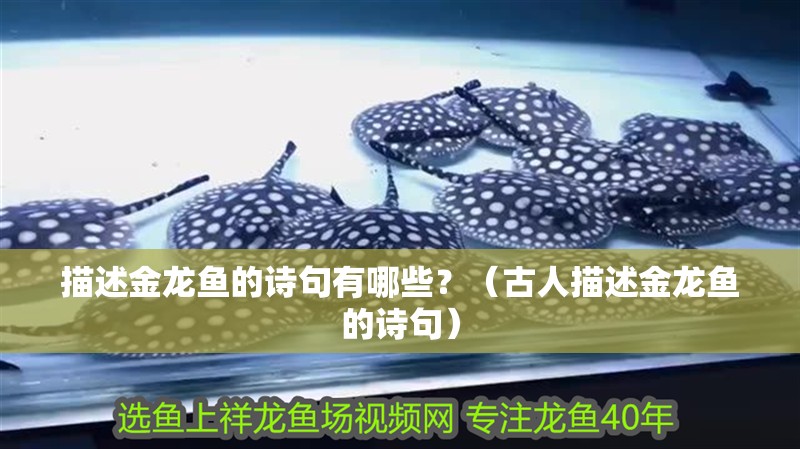 描述金龍魚的詩句有哪些？（古人描述金龍魚的詩句）