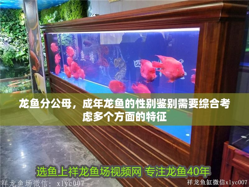 龍魚分公母，成年龍魚的性別鑒別需要綜合考慮多個方面的特征