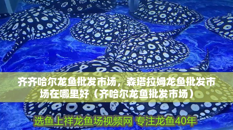 齊齊哈爾龍魚批發市場，森塔拉姆龍魚批發市場在哪里好（齊哈爾龍魚批發市場）