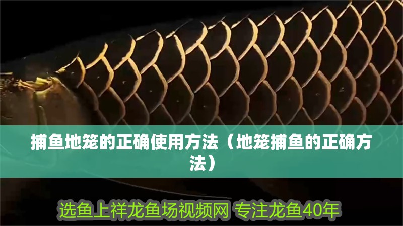 捕魚地籠的正確使用方法（地籠捕魚的正確方法）