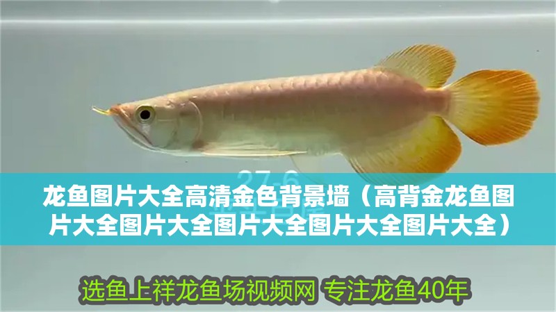 龍魚圖片大全高清金色背景墻（高背金龍魚圖片大全圖片大全圖片大全圖片大全圖片大全）