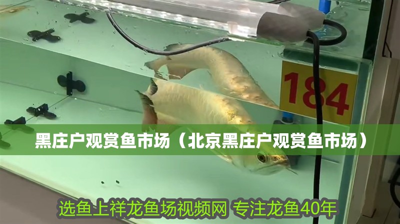 黑莊戶觀賞魚市場（北京黑莊戶觀賞魚市場） 黑莊戶觀賞魚市場（北京黑莊戶觀賞魚市場） 觀賞魚百科