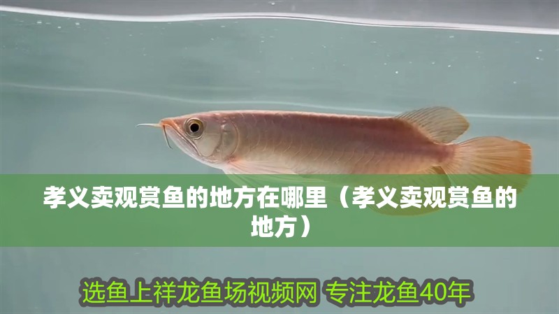 孝義賣觀賞魚的地方在哪里（孝義賣觀賞魚的地方）