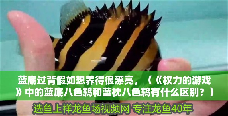 藍底過背假如想養得很漂亮，（《權力的游戲》中的藍底八色鶇和藍枕八色鶇有什么區別？）