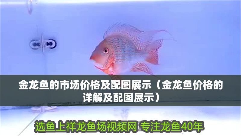 金龍魚的市場價格及配圖展示（金龍魚價格的詳解及配圖展示）
