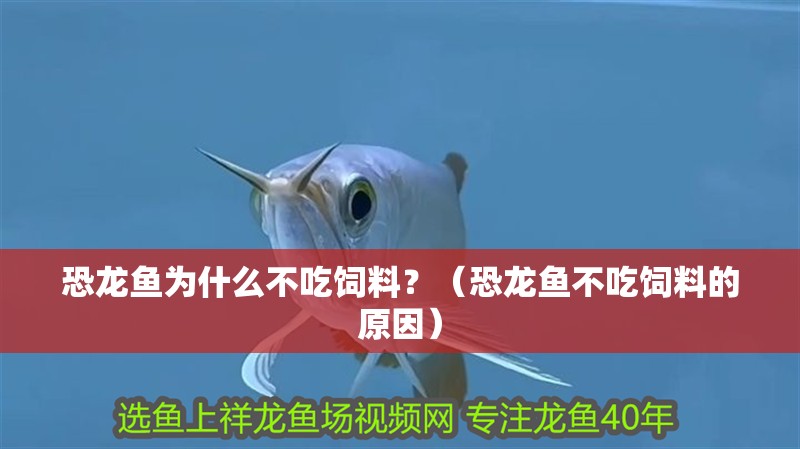 恐龍魚為什么不吃飼料？（恐龍魚不吃飼料的原因） 恐龍魚為什么不吃飼料？（恐龍魚不吃飼料的原因） 觀賞魚百科 第2張
