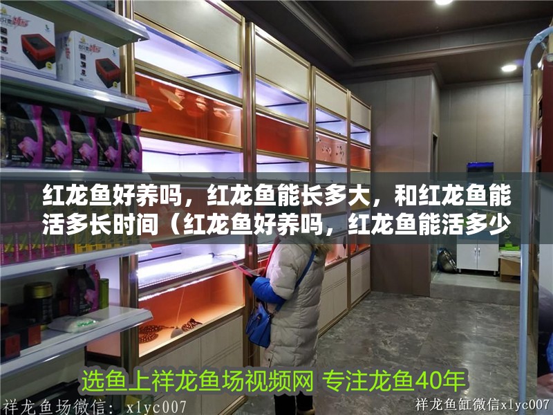 紅龍魚好養嗎，紅龍魚能長多大，和紅龍魚能活多長時間（紅龍魚好養嗎，紅龍魚能活多少年）