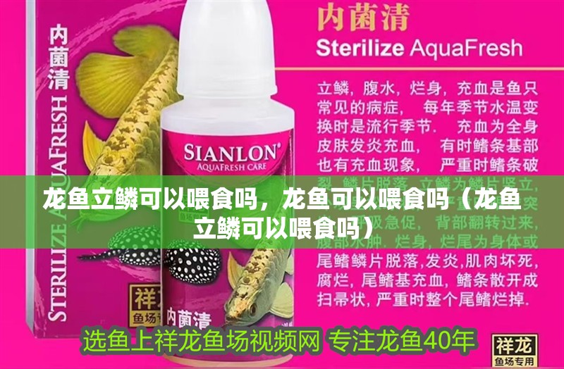 龍魚立鱗可以喂食嗎，龍魚可以喂食嗎（龍魚立鱗可以喂食嗎）
