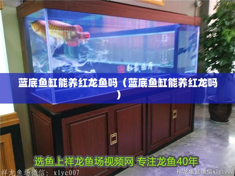 藍底魚缸能養紅龍魚嗎（藍底魚缸能養紅龍嗎）