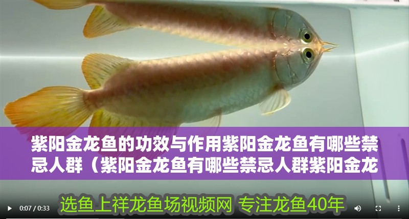 紫陽金龍魚的功效與作用紫陽金龍魚有哪些禁忌人群（紫陽金龍魚有哪些禁忌人群紫陽金龍魚有哪些食用方法）