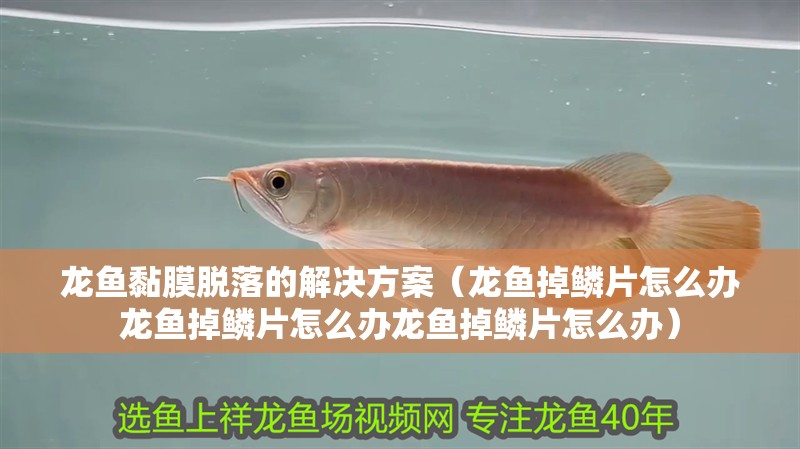 龍魚(yú)黏膜脫落的解決方案（龍魚(yú)掉鱗片怎么辦龍魚(yú)掉鱗片怎么辦龍魚(yú)掉鱗片怎么辦）