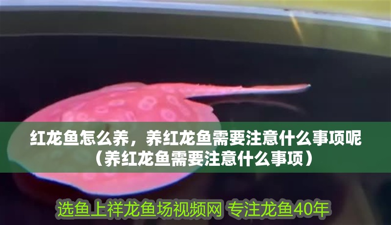 紅龍魚怎么養，養紅龍魚需要注意什么事項呢（養紅龍魚需要注意什么事項）