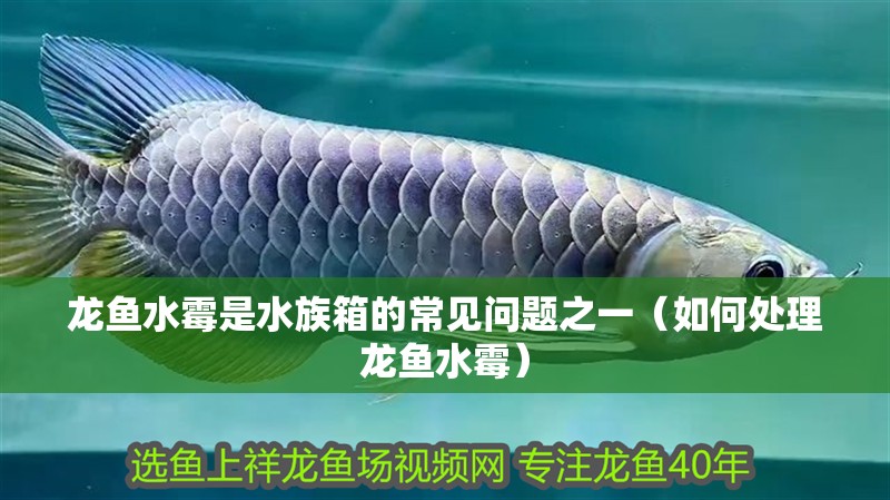 龍魚水霉是水族箱的常見問題之一（如何處理龍魚水霉） 龍魚水霉是水族箱的常見問題之一（如何處理龍魚水霉） 觀賞魚百科 第2張