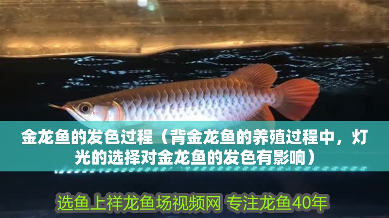金龍魚的發色過程（背金龍魚的養殖過程中，燈光的選擇對金龍魚的發色有影響）