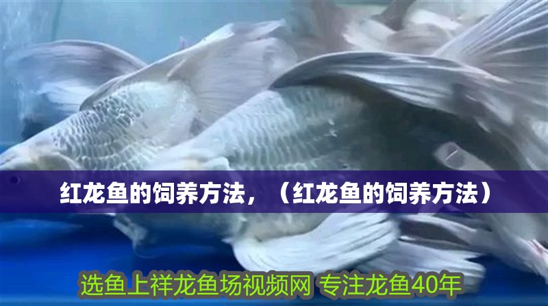 紅龍魚的飼養方法，（紅龍魚的飼養方法）