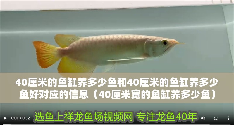 40厘米的魚缸養(yǎng)多少魚和40厘米的魚缸養(yǎng)多少魚好對應(yīng)的信息（40厘米寬的魚缸養(yǎng)多少魚）