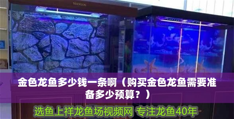 金色龍魚多少錢一條?。ㄙ徺I金色龍魚需要準備多少預算？）