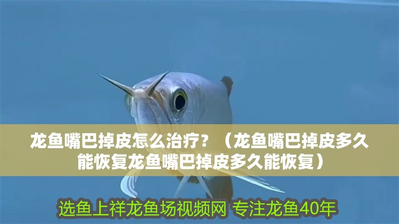 龍魚嘴巴掉皮怎么治療？（龍魚嘴巴掉皮多久能恢復龍魚嘴巴掉皮多久能恢復）