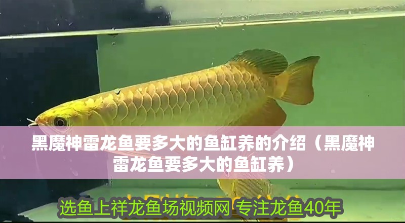 黑魔神雷龍魚要多大的魚缸養的介紹（黑魔神雷龍魚要多大的魚缸養）
