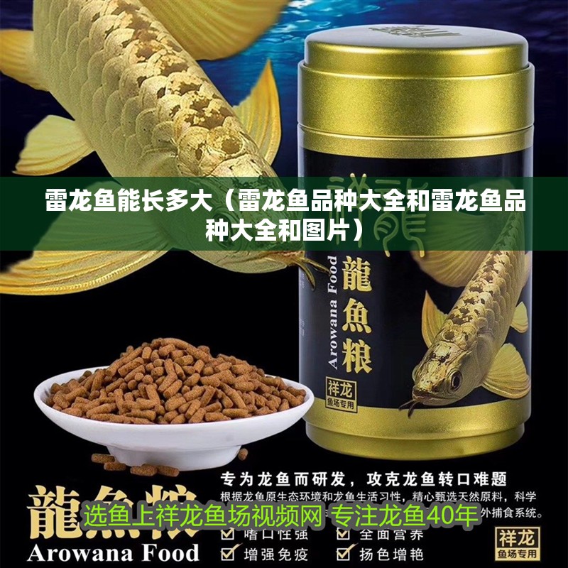 雷龍魚能長多大（雷龍魚品種大全和雷龍魚品種大全和圖片）