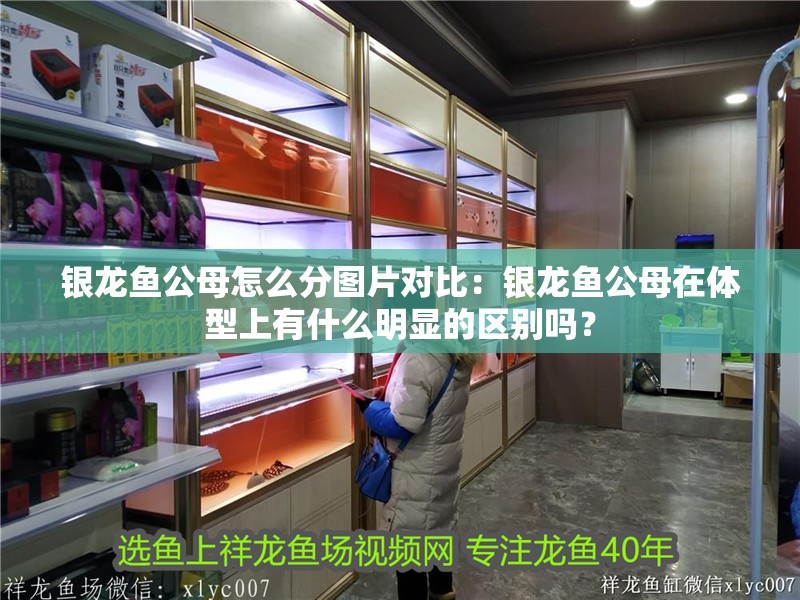 銀龍魚公母怎么分圖片對比：銀龍魚公母在體型上有什么明顯的區別嗎？ 銀龍魚公母怎么分圖片對比：銀龍魚公母在體型上有什么明顯的區別嗎？ 觀賞魚百科