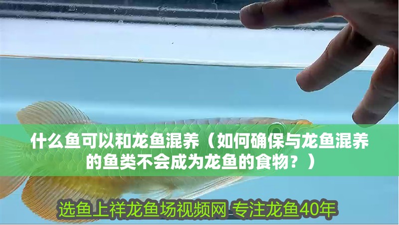 什么魚可以和龍魚混養（如何確保與龍魚混養的魚類不會成為龍魚的食物？）