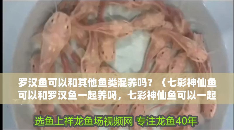羅漢魚可以和其他魚類混養嗎？（七彩神仙魚可以和羅漢魚一起養嗎，七彩神仙魚可以一起養嗎） 羅漢魚可以和其他魚類混養嗎？（七彩神仙魚可以和羅漢魚一起養嗎，七彩神仙魚可以一起養嗎） 觀賞魚百科 第4張