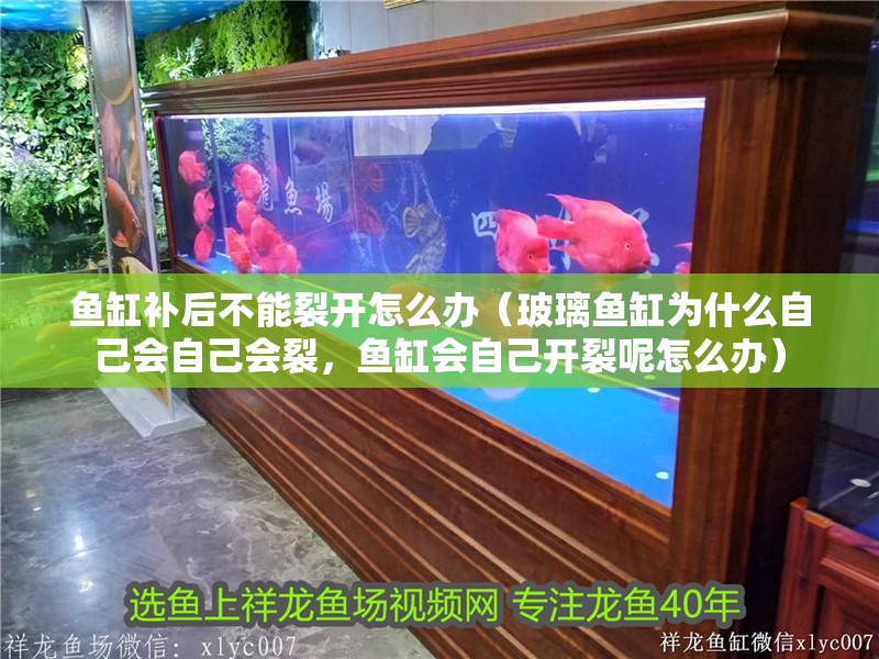 魚缸補后不能裂開怎么辦（玻璃魚缸為什么自己會自己會裂，魚缸會自己開裂呢怎么辦）