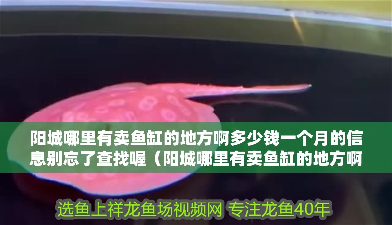 陽城哪里有賣魚缸的地方啊多少錢一個月的信息別忘了查找喔（陽城哪里有賣魚缸的地方啊多少錢一個月）