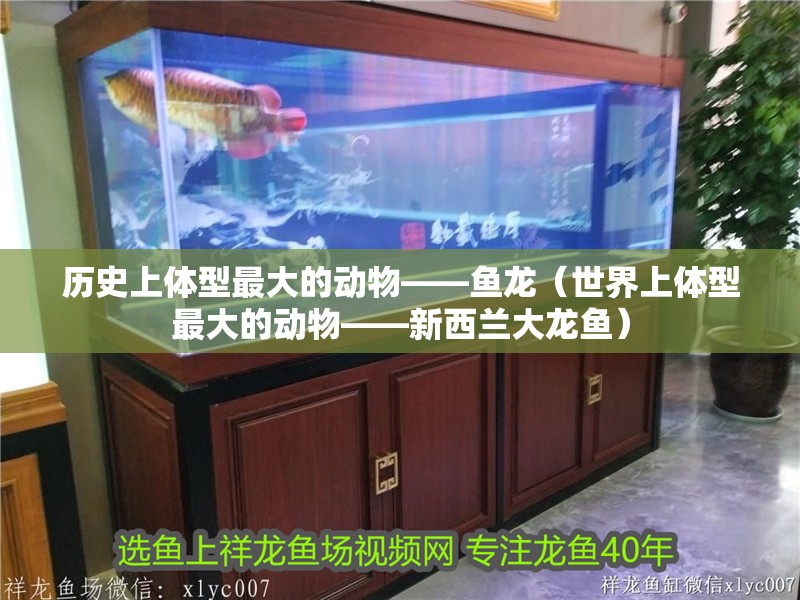 歷史上體型最大的動物——魚龍（世界上體型最大的動物——新西蘭大龍魚）