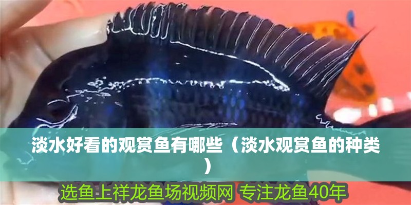 淡水好看的觀賞魚有哪些（淡水觀賞魚的種類）