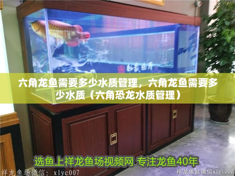 六角龍魚需要多少水質管理，六角龍魚需要多少水質（六角恐龍水質管理）