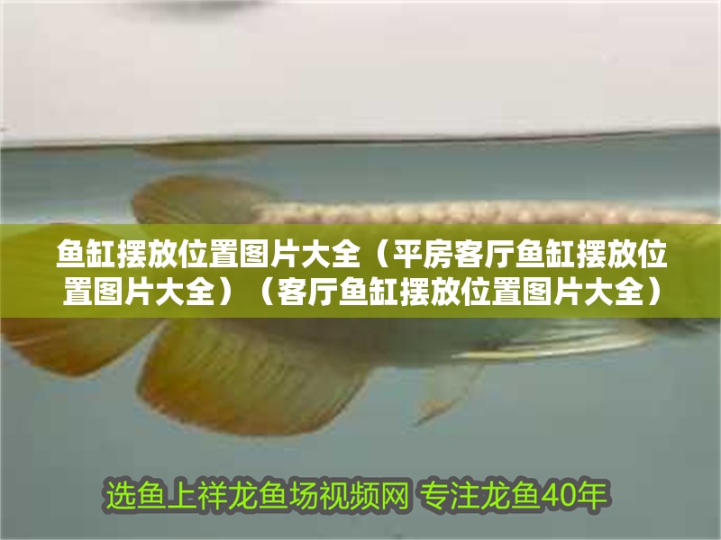 魚缸擺放位置圖片大全（<strong><mark>平房</mark></strong>客廳魚缸擺放位置圖片大全）（客廳魚缸擺放位置圖片大全）