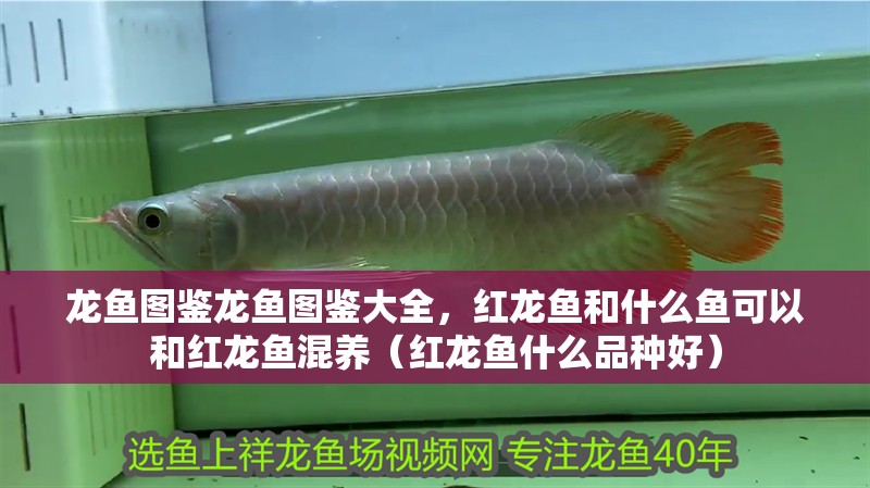 龍魚圖鑒龍魚圖鑒大全，紅龍魚和什么魚可以和紅龍魚混養(yǎng)（紅龍魚什么品種好）