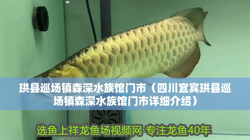 珙縣巡場(chǎng)鎮(zhèn)森深水族館門市（四川宜賓珙縣巡場(chǎng)鎮(zhèn)森深水族館門市詳細(xì)介紹）