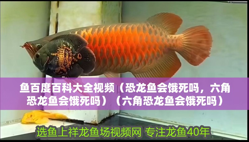 魚百度百科大全視頻（恐龍魚會餓死嗎，六角恐龍魚會餓死嗎）（六角恐龍魚會餓死嗎）