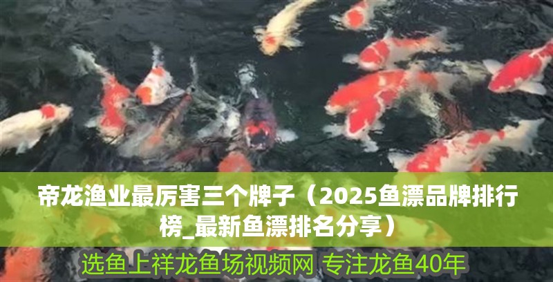 帝龍漁業最厲害三個牌子（2025魚漂品牌排行榜_最新魚漂排名分享）